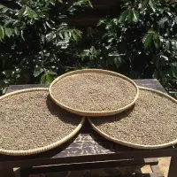 Pure Wild Kopi Luwak Arabica Coffee
