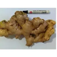 Ginger