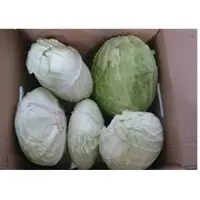Cabbage