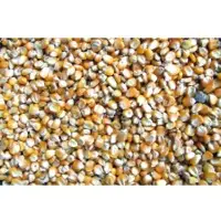Maize