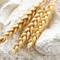 Wheat Flour