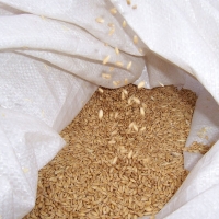 Wheat Grain