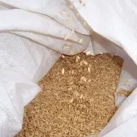 Wheat Grain