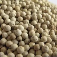 White Pepper