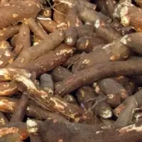 Fresh Cassava