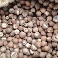 Betel Nut