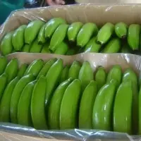 Fresh Banana