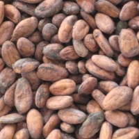 Cacao Beans
