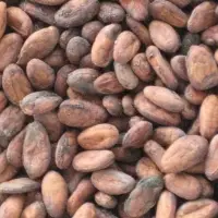 Cacao Beans