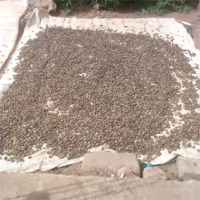 Cashew Nut