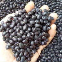Black Beans