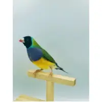 Gouldian Finch
