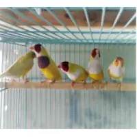 Gouldian Finch