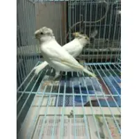Canary