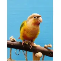 Green Cheek Conure