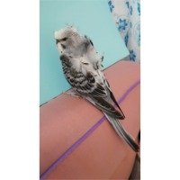 Green Cheek Conure