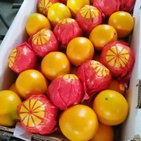 Oranges Navel/Valencia 
