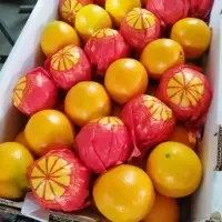 Oranges Navel/Valencia 