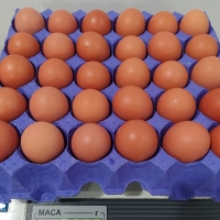 Brown Eggs Origin Ukraine