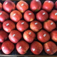 Jonagored Apple Origin Ukraine