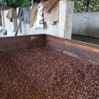 Roasted Cacao Beans ( CCN51 )
