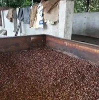 Roasted Cacao Beans ( CCN51 )