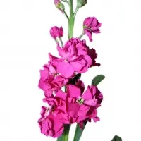 Fresh Summer Flowers ( Aleli )