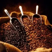 Robusta Coffee Beans/Instant