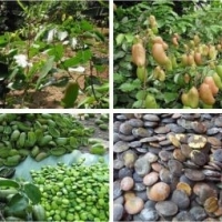 Griffonia Seeds