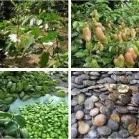 Griffonia Seeds