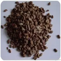 Voacanga Seed