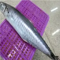 Spanish Mackerel