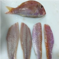 Red Mullet