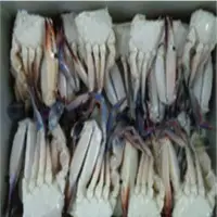 Swimming Crab