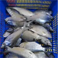 Milk Fish