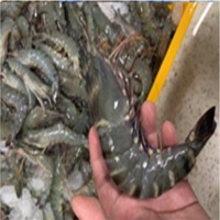 Raw & Cooked Prawn