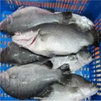 Barramundi