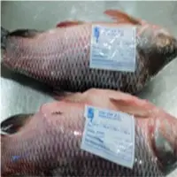 Rohu