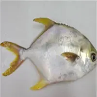 Golden Pompano