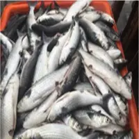 Gray Mullet