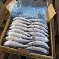 Pacific Saury (Sanma)