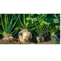 Chicory Root