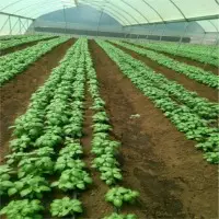 Basil