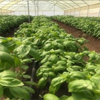 Basil