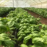 Basil