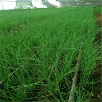 Chives