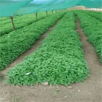 Mint