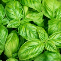 Basil