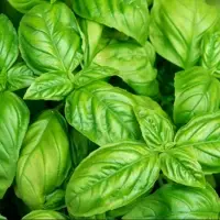 Basil