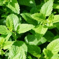Mint
